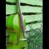 Green Day Cellist